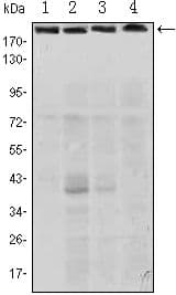 RICTOR Antibody (clone 4H5)