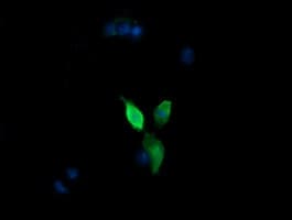 MAP2K3 / MEK3 / MKK3 Antibody (clone OTI1D2, Carrier-free)