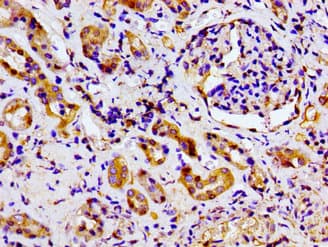 MARK2 Antibody