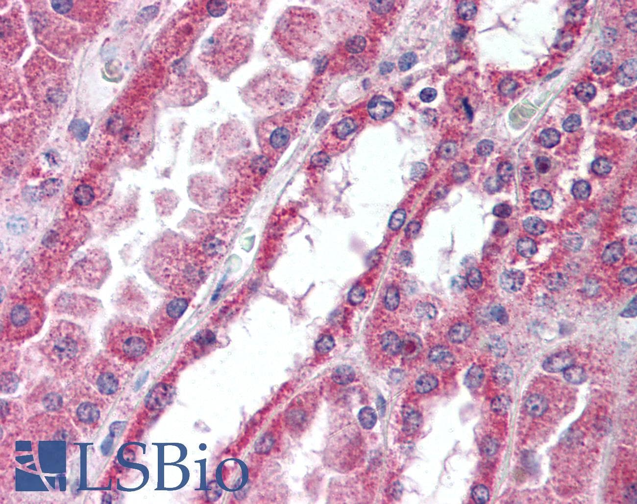 IHC-plus™ Polyclonal Rabbit anti-Mouse IRAK4 / IRAK-4 Antibody (aa38-54, IHC, WB)