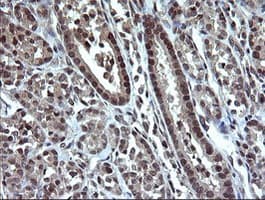 DDT / Dopamine Tautomerase Antibody (clone OTI3B10)