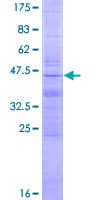Human MD-1 / LY86 Protein (Recombinant GST)