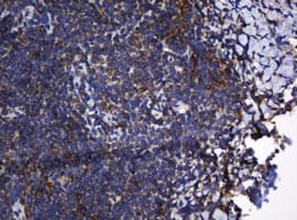 TAPBPL / TAPBPR Antibody (clone OTI1C9, Carrier-free)