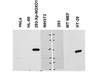 IHC-plus™ NOXO1 Antibody