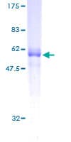 Human CD320 Protein (Recombinant GST)