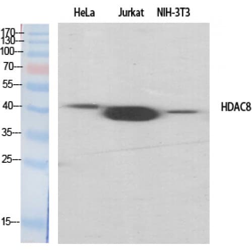 HDAC8 Antibody (20-100 aa)