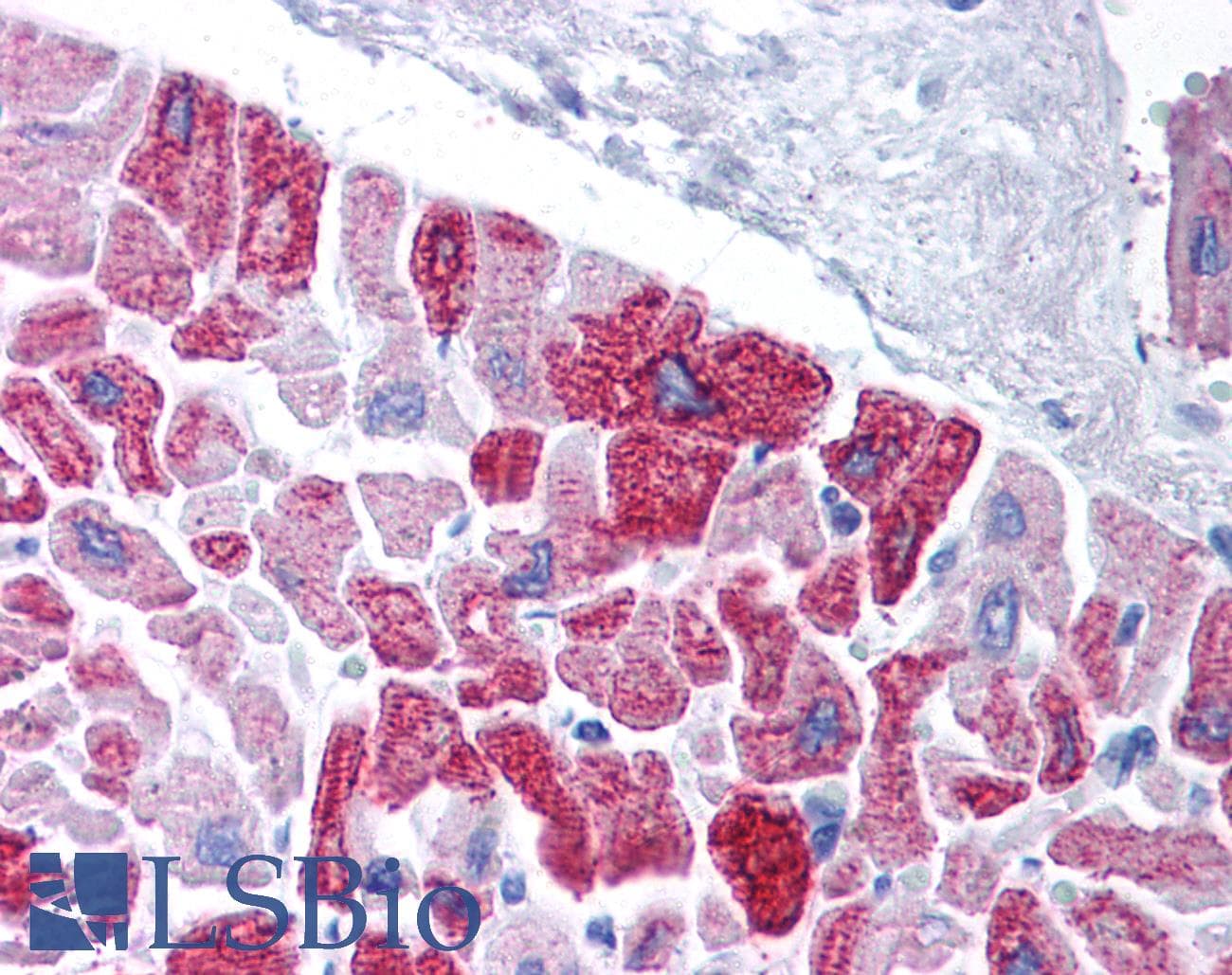 KCNH5 / Kv10.2 Antibody (aa156-205)