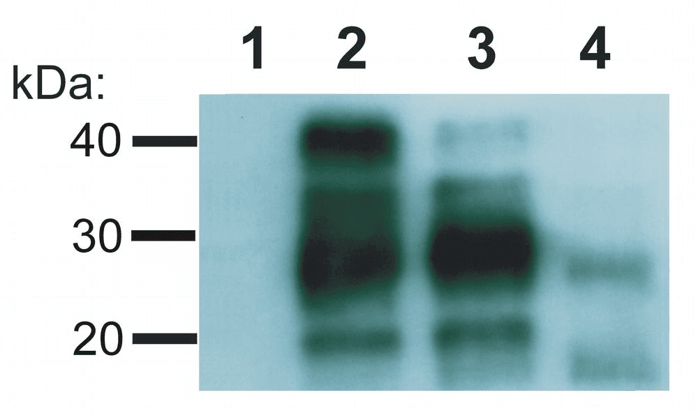 PathPlus™ PRNP / PrP / Prion Antibody (clone EM-20)