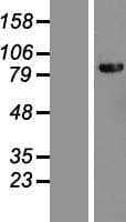 DHX40 Protein (Over-Expression Lysate Myc-DDK (Flag))