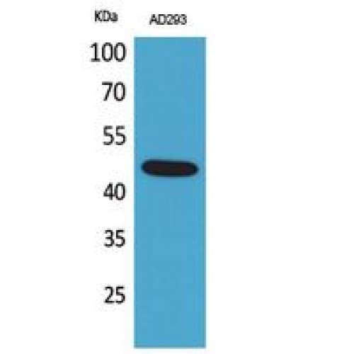 Polyclonal Rabbit anti-Human GORAB / SCYL1BP1 Antibody (1-50 aa, N-terminal, WB)
