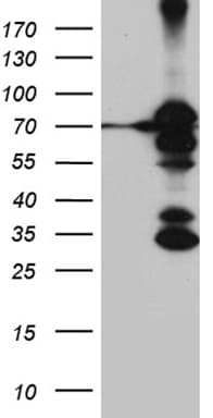 RACGAP1 / MGCRACGAP Antibody (aa123-238, clone OTI1C10)