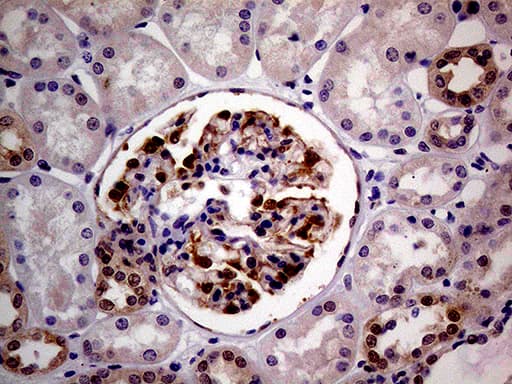 PCMT1 Antibody (aa60-285, clone OTI2A9)