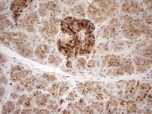 KCTD9 Antibody (aa1-223, clone OTI2G8, Carrier-free)