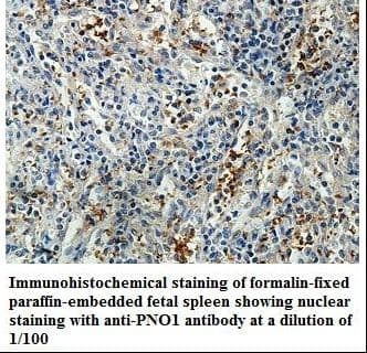 PNO1 Antibody (aa13-187)