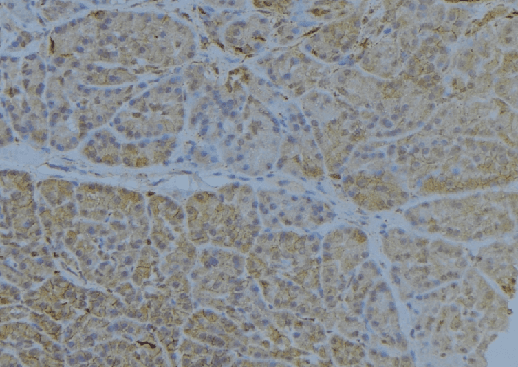 HLA-E Antibody