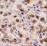 MINA / MINA53 Antibody (aa397-429)