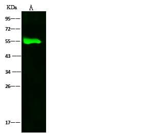 CASP9 / Caspase 9 Antibody (Preservative Free)