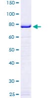 Human EEF1A1 Protein (Recombinant GST)
