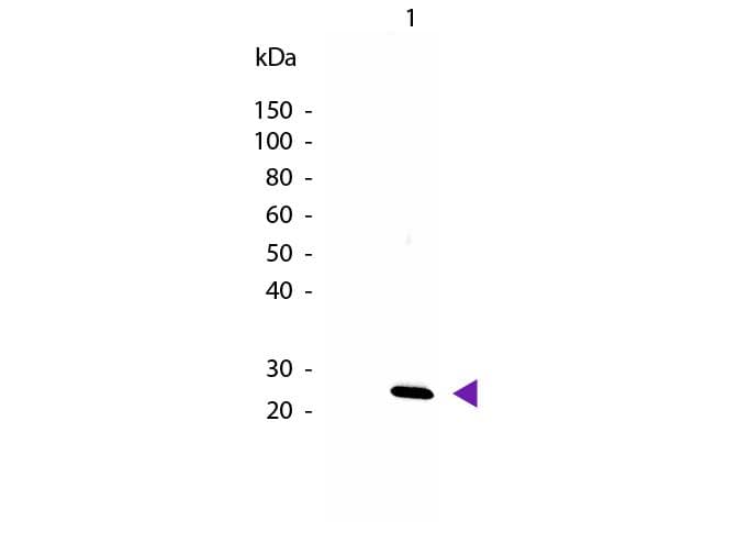 Polyclonal Rabbit anti-Mouse IL27 Antibody (Biotin, IHC, WB)