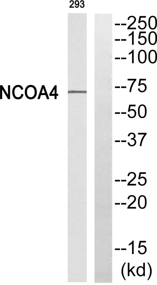 ARA70 / NCOA4 Antibody