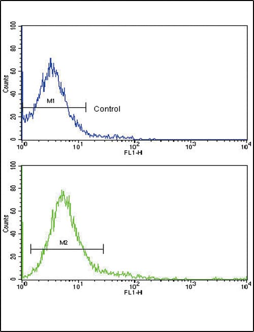 CD45 / LCA Antibody (aa1245-1275)