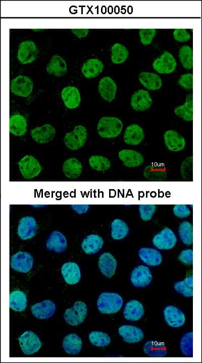 APEX1 / APE1 Antibody (aa1-45)