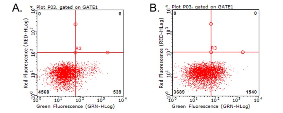 HAVCR2 / TIM-3 Antibody (clone OTI11A1)