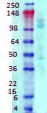 GABBR1 / GABA B Receptor 1 Antibody (clone S93A-49)