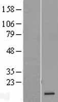 ORMDL3 Protein (Over-Expression Lysate Myc-DDK (Flag))