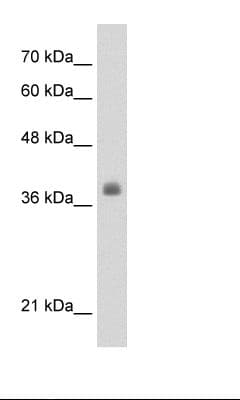 LDB1 / CLIM2 Antibody (aa303-352)