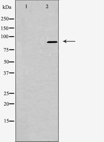 ARHGAP9 Antibody