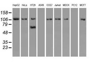 IHC-plus™ Monoclonal Mouse anti-Human SIGLEC9 Antibody (clone 8F7, IHC, WB)