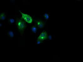 CHGA / Chromogranin A Antibody (clone OTI1H9, Carrier-free)
