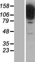STARD13 Protein (Over-Expression Lysate Myc-DDK (Flag))