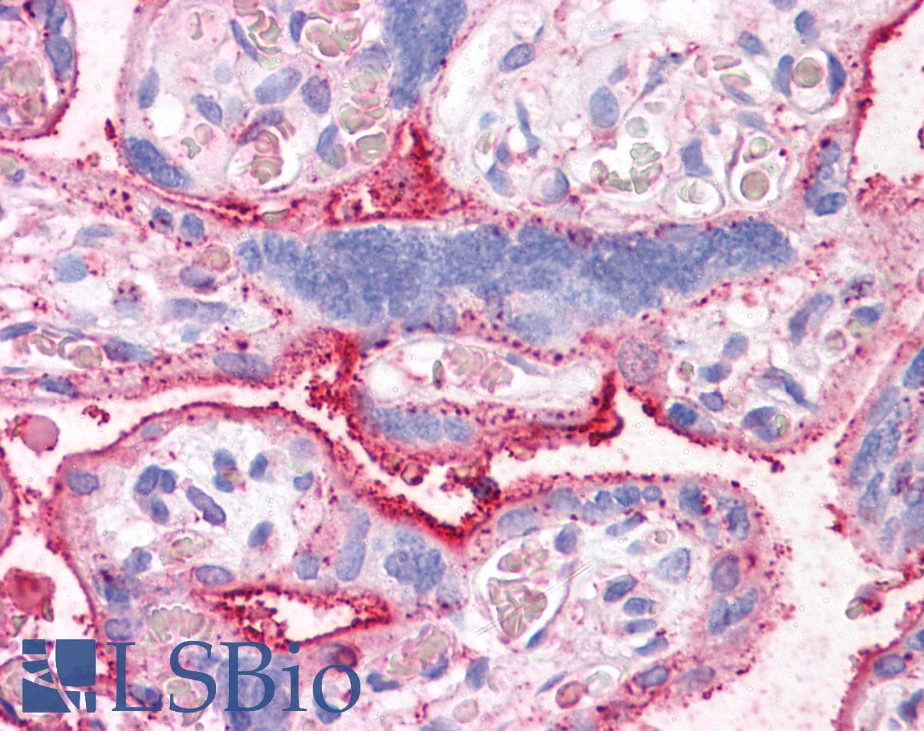 IHC-plus™ SLC31A1 / CTR1 Antibody (Internal)