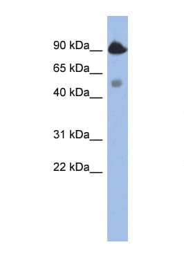 BCL2L13 / Bcl Rambo Antibody (aa395-444)