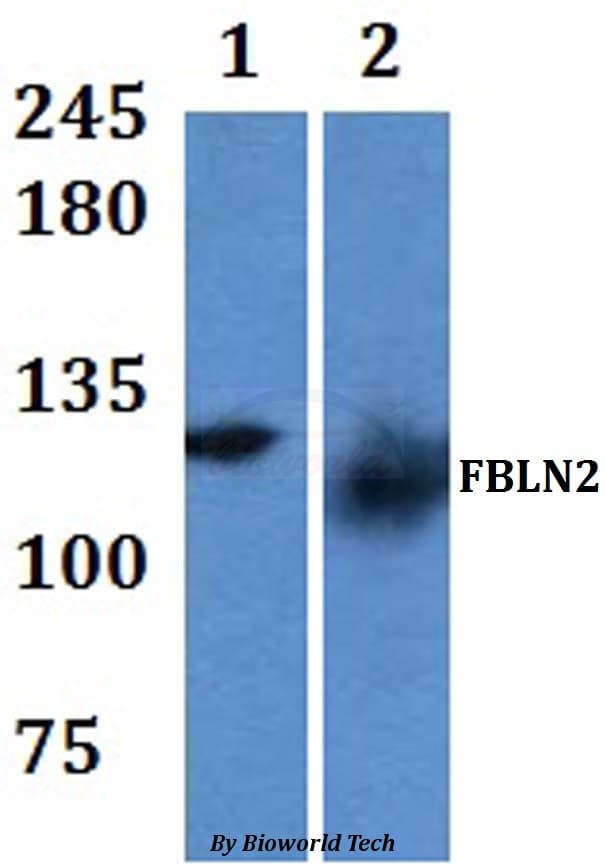 FBLN2 / Fibulin 2 Antibody