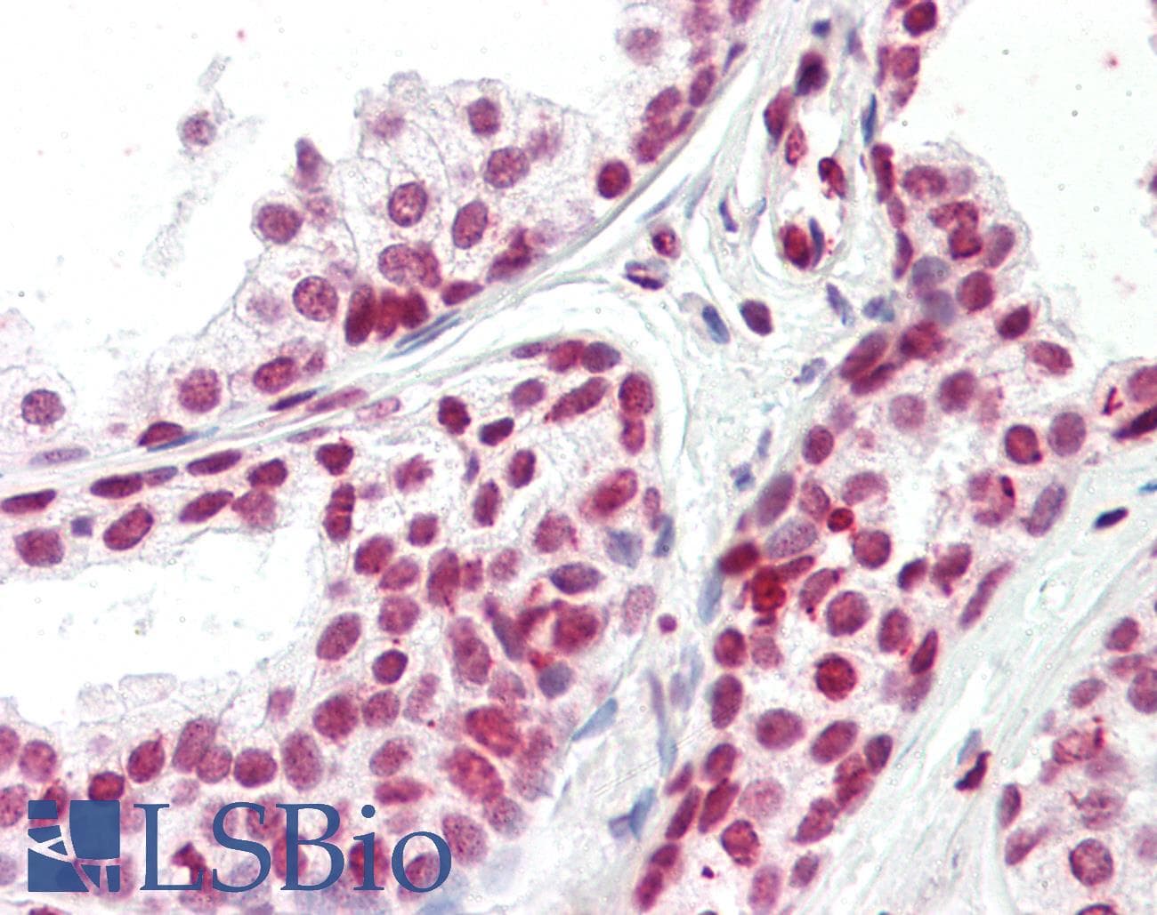 IHC-plus™ FOXH1 Antibody