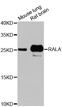 RALA / RAL Antibody