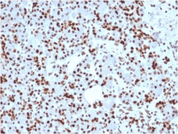 SOX9 Antibody (clone SOX9/2398)