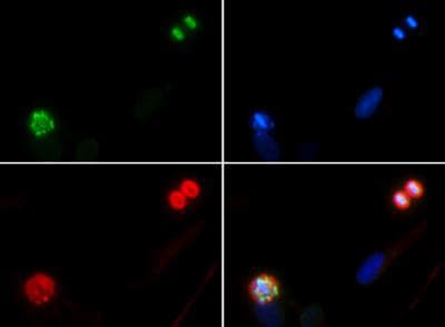 HIST4H4 Antibody (phospho-Ser1)
