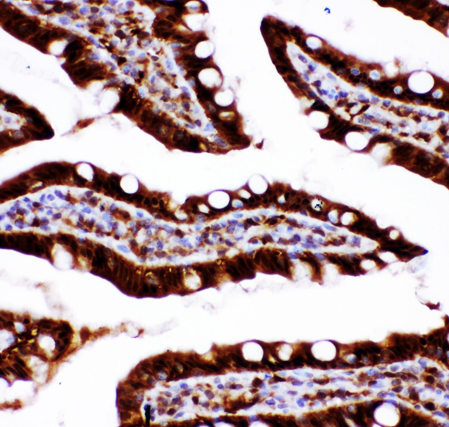 CASP3 / Caspase 3 Antibody (aa67-175)