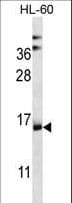 C6orf66 Antibody (aa33-61)