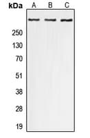 Polyclonal Rabbit anti-Human EP300 / p300 Antibody (phospho-Ser1834, WB)