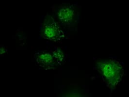 PLEK / Pleckstrin Antibody (clone OTI6E7, Carrier-free)