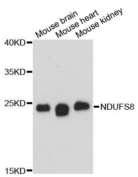 NDUFS8 Antibody