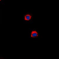 CD40 Antibody (C-Terminus)
