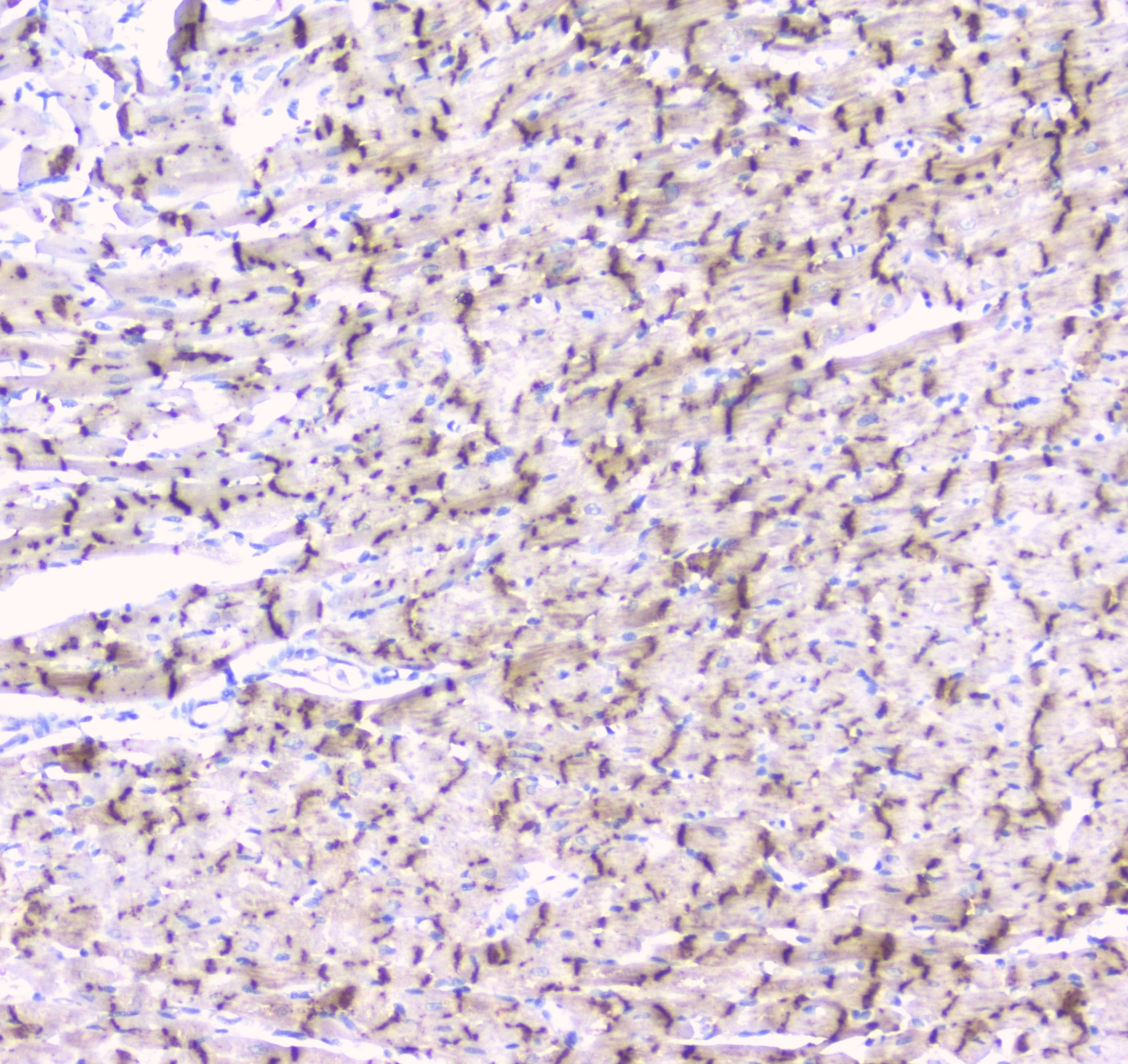 GJA1 / CX43 / Connexin 43 Antibody (aa351-367)