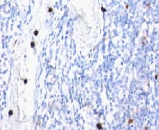 MYADM / Myeloid Marker BM-1 Antibody (clone MYADM/972, Ready-to-Use)
