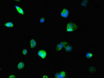 NCOA5 Antibody